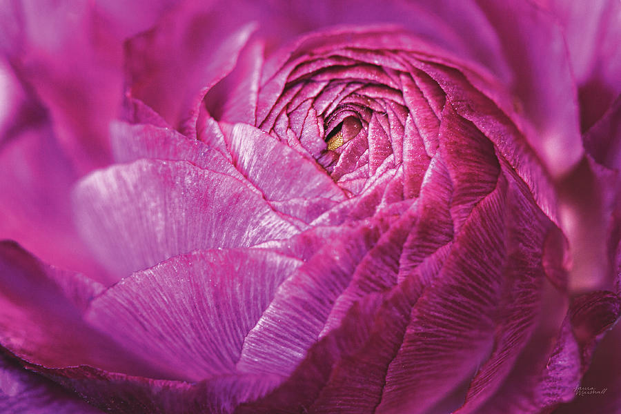 Flowers Still Life Photograph - Ranunculus Abstract V Color #1 by Laura Marshall