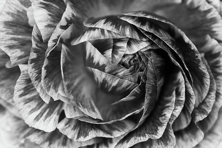 Black And White Photograph - Ranunculus Abstract Vi Bw #1 by Laura Marshall
