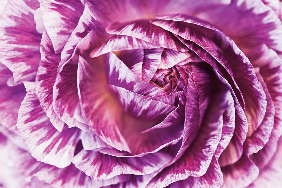Flower Photograph - Ranunculus Abstract Vi Color #1 by Laura Marshall