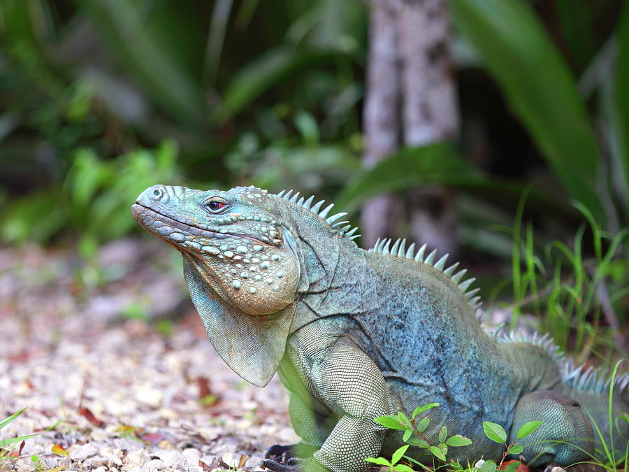 Rare Blue Iguana Photograph by Alex Nikitsin - Fine Art America