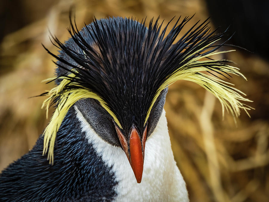 giant rockhopper