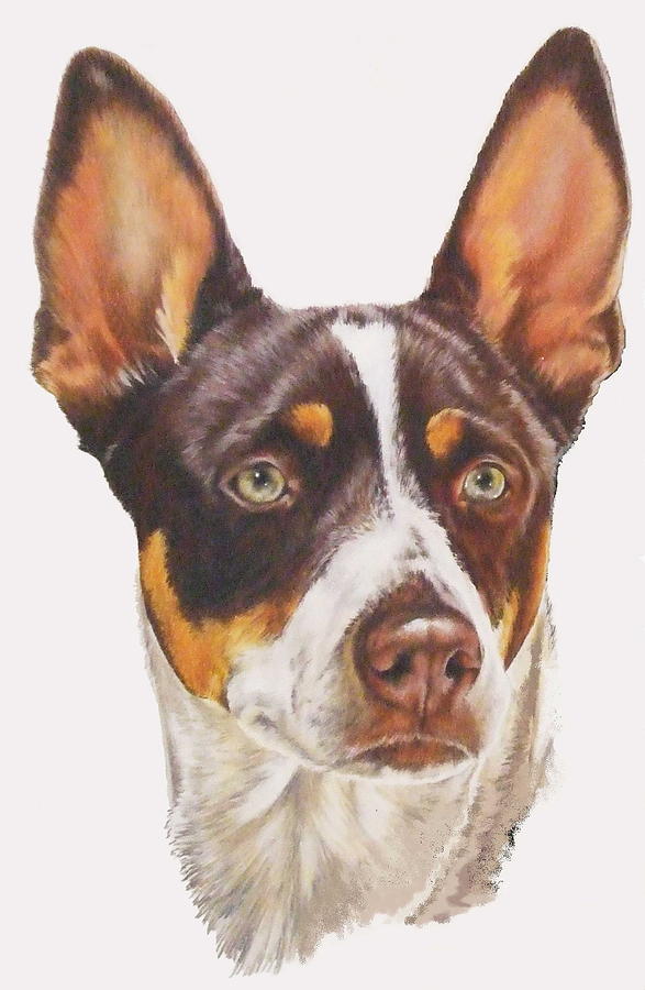 Rat Terrier in Color Mixed Media by Barbara Keith