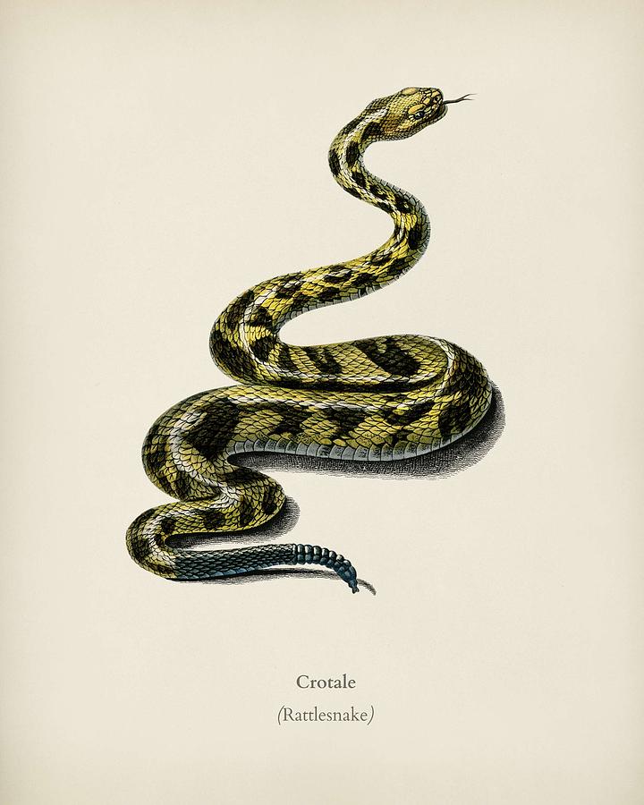 Snake Painting - Rattlesnake  Crotale  illustrated by Charles Dessalines D  Orbigny  1806 1876  2 #1 by Celestial Images