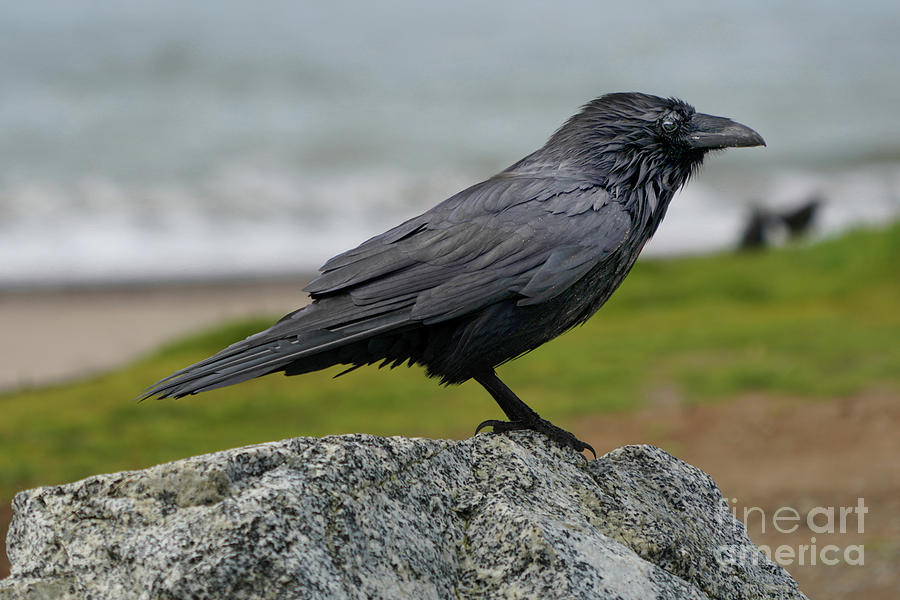 Raven on the Beach, Waddell Beach, California #1 Photograph by Wernher Krutein
