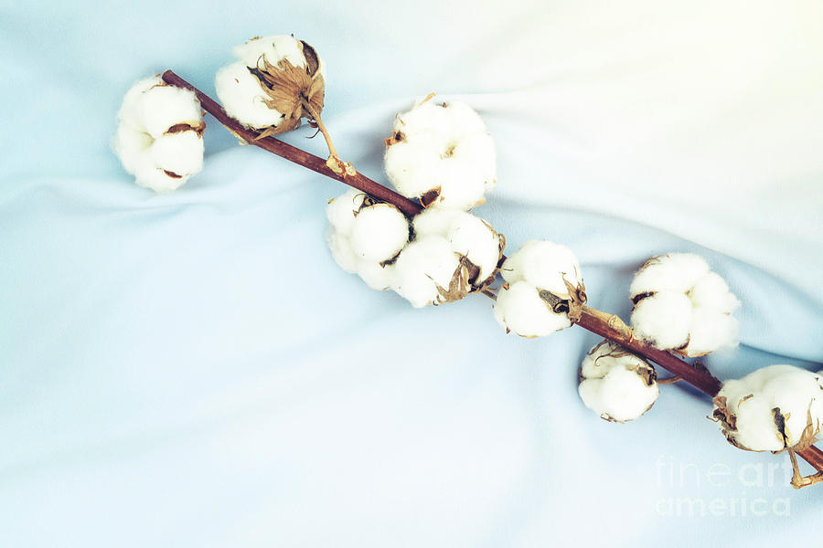 Raw Cotton Buds Photograph