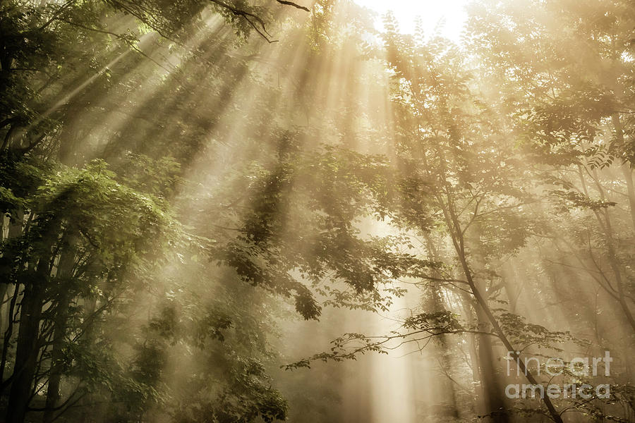  Rays of Light in Forest #1 Photograph by Thomas R Fletcher