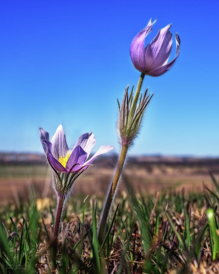 Reaching for the Sky -  Spring Prairie Crocus / Pasque Flower in south Wisconsin prairie Photograph by Peter Herman