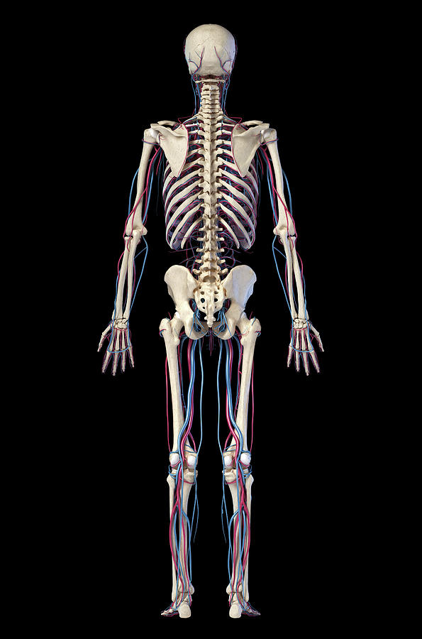 Rear View Of Full Human Skeletal System #1 Photograph by Pixelchaos