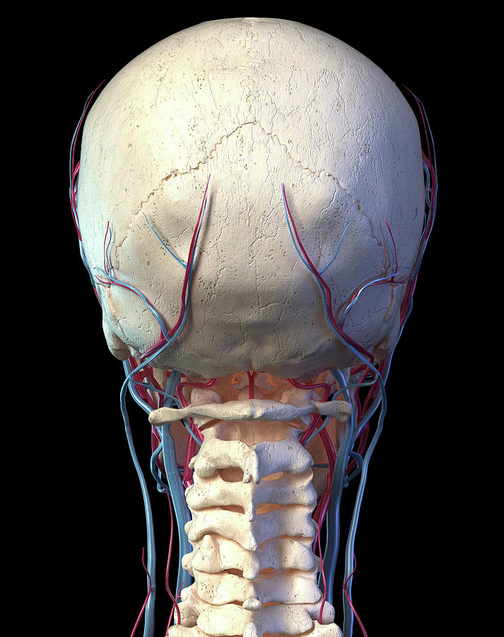 Rear View Of The Human Skull With Veins #1 Photograph by Pixelchaos