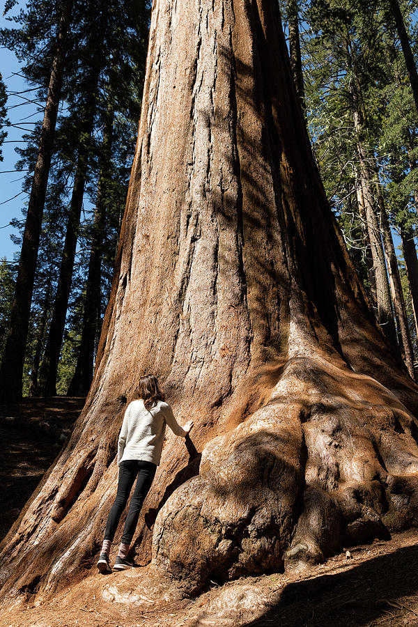 Sequoia National Park Photograph - Rear View Of Woman Standing By Huge Tree Trunk At Sequoia National Park #1 by Cavan Images