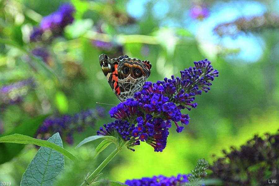 Red Admiral Butterfly 4 Photograph by Lisa Wooten