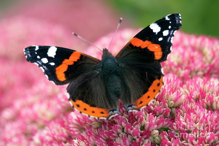 Red Admiral Butterfly Feeding #1 Photograph by Rachel Warne/science Photo Library