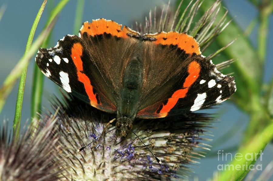 Red Admiral Butterfly On Teasel #1 Photograph by Dr. John Brackenbury/science Photo Library