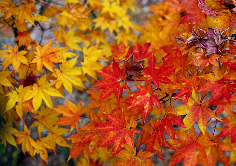 Red And Golden Japanese Maple Leaves Photograph by Eriko Sugita | Fine ...