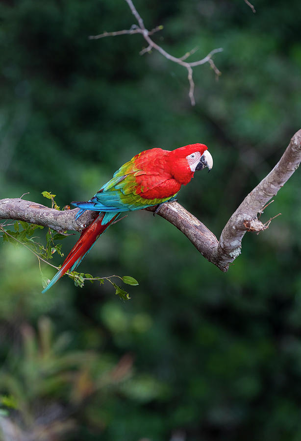 Macaw Photograph - Red-and-green Macaw Or Green-winged #1 by Nick Garbutt