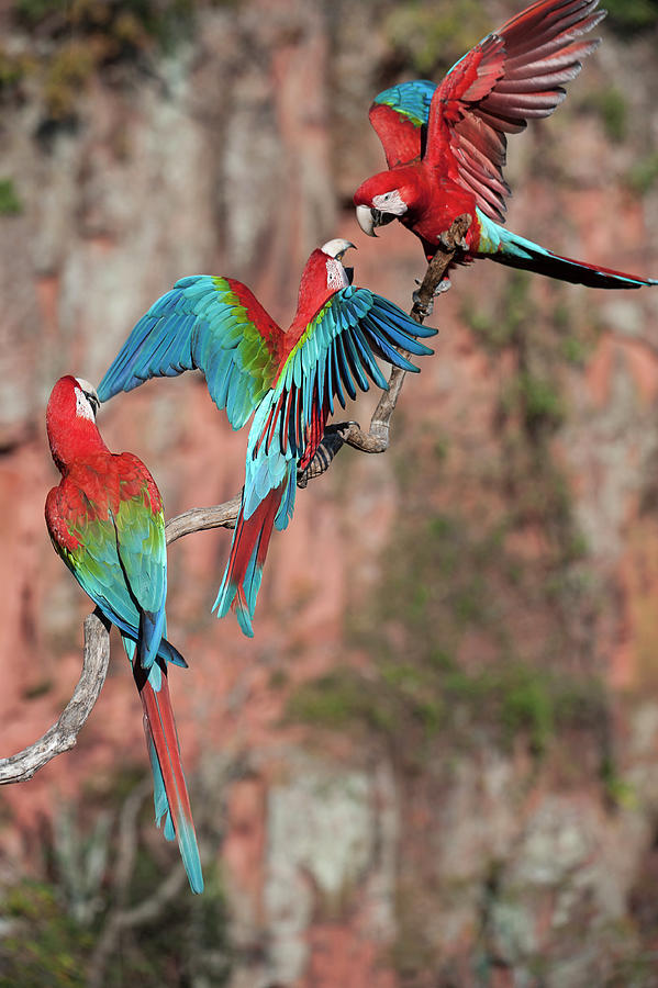 Macaw Photograph - Red-and-green Macaws Or Green-winged #1 by Nick Garbutt