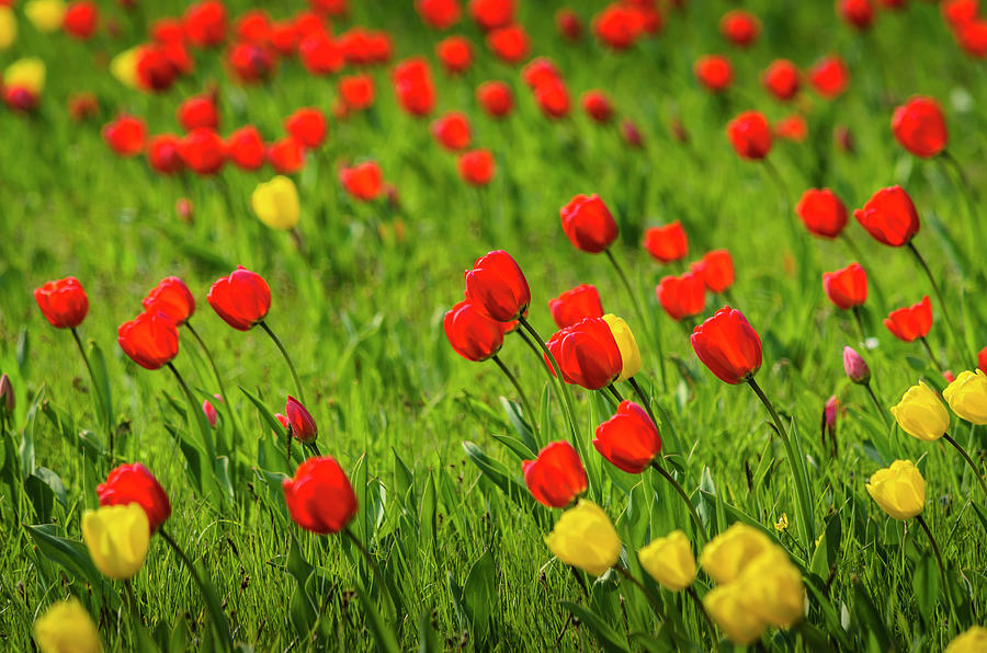 Red And Yellow Tulips #1 Photograph by Ingo Jezierski