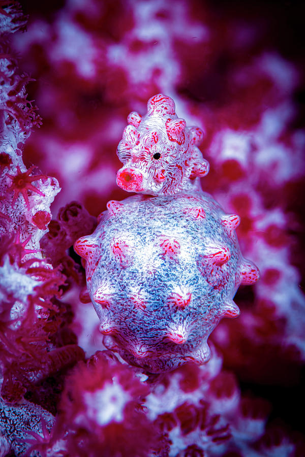 Red Bargabanti Pygmy Seahorse #1 Photograph by Bruce Shafer