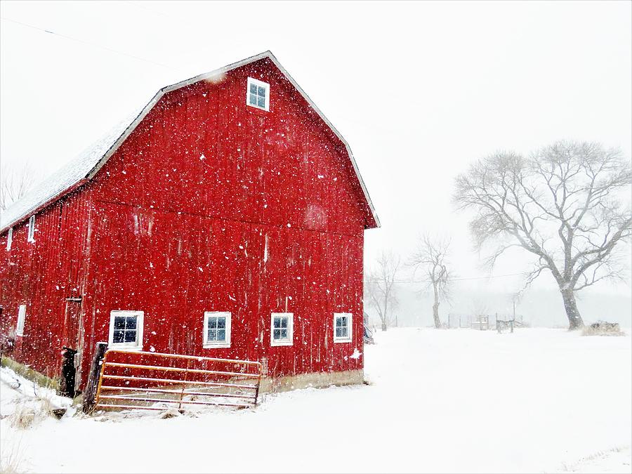 Red Barn in Winter  #1 Photograph by Lori Frisch