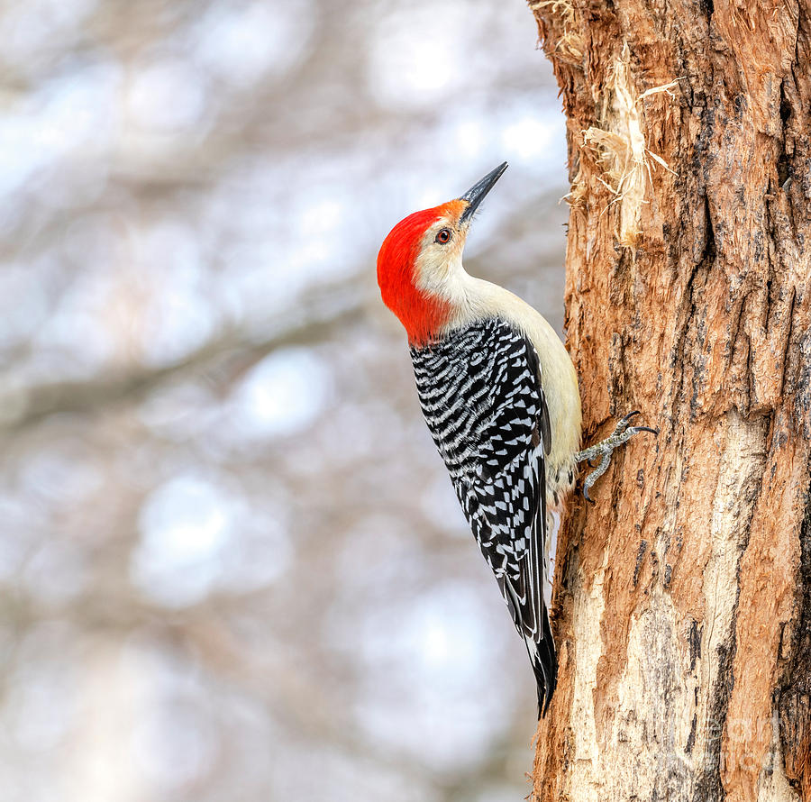Red-bellied Woodpecker #2 Photograph by Alan Schroeder