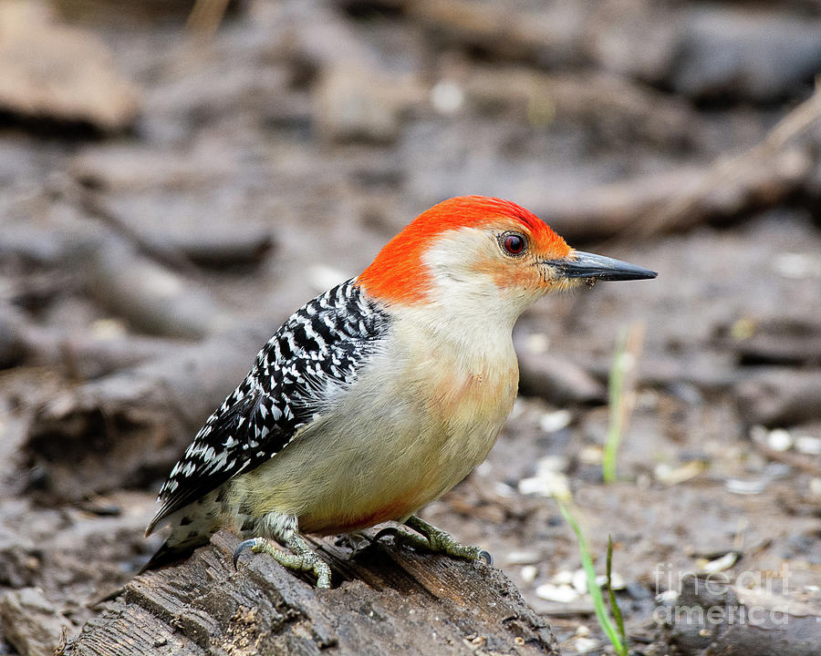 Red-bellied Woodpecker #1 Photograph by Dennis Hammer