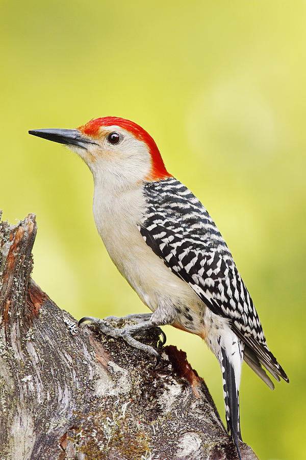 Red-bellied Woodpecker #1 Photograph by James Zipp