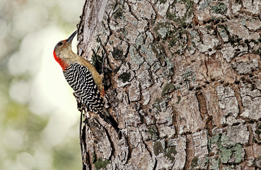 Wildlife Digital Art - Red-bellied Woodpecker #1 by Laura Diez