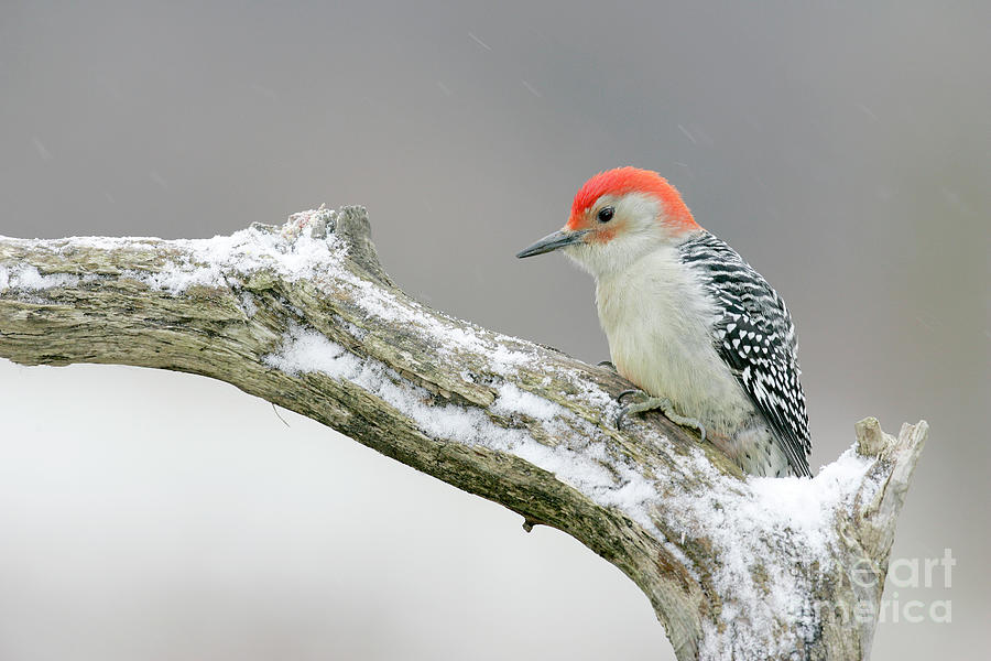 Wildlife Photograph - Red-bellied Woodpecker #1 by Manuel Presti/science Photo Library