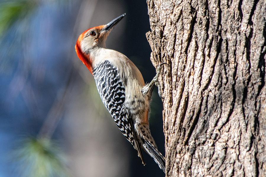 Red-Bellied Woodpecker #1 Photograph by Mary Ann Artz