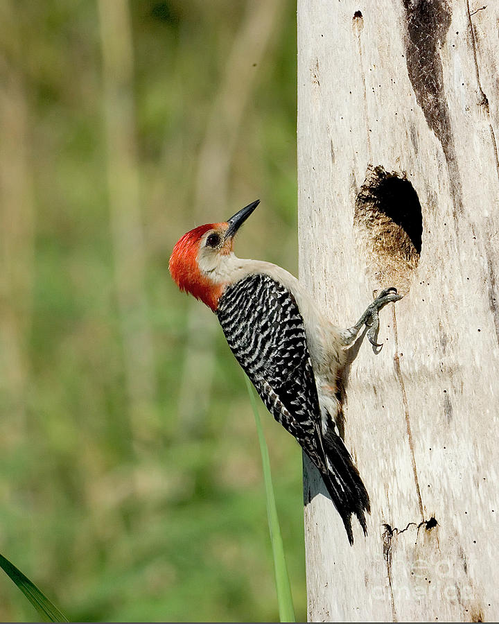 Red Bellied Woodpecker #1 Photograph by Rodney Cammauf