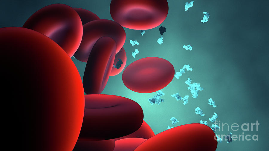 band 3 protein in red blood cells