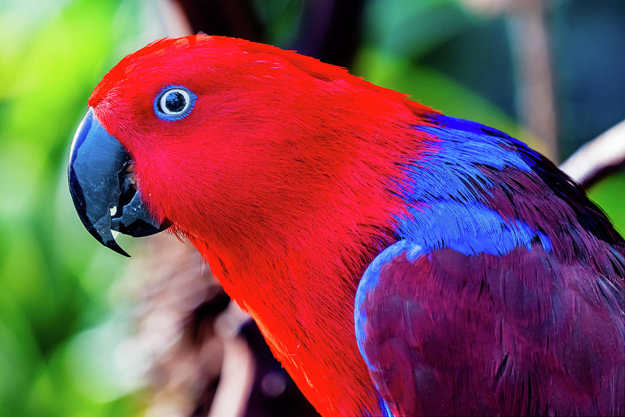 Red Blue Female Eclectus Parrot Photograph by William Perry - Fine Art ...