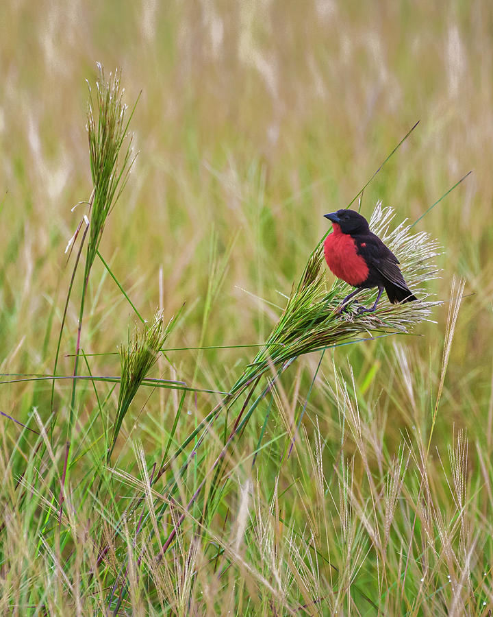 Red Breasted Meadowlark Hato Barley Tauramena Casanare Colombia #1 Photograph by Adam Rainoff