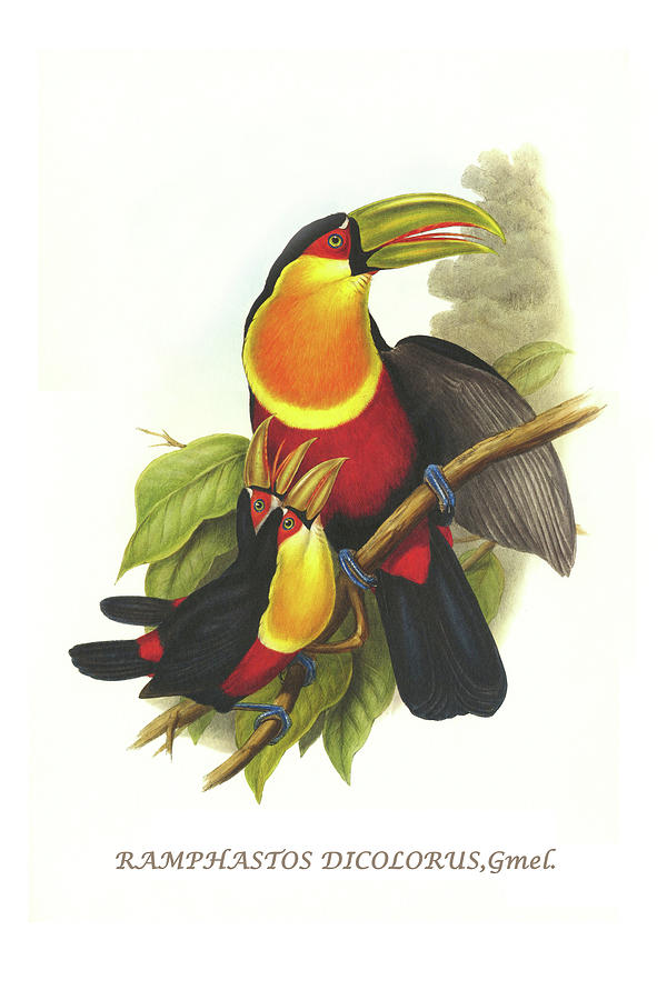 Red Breaster Toucan & Green Billed #1 Painting by John Gould