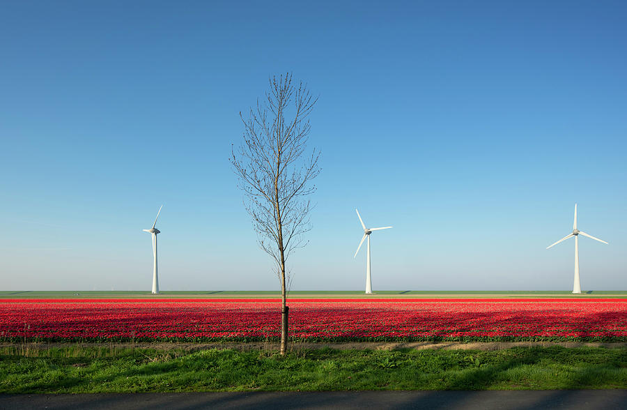Nature Digital Art - Red Bulb Fields In Spring, Wind Turbines On A Dyke In Background, Nagele, Flevoland, Netherlands #1 by Mischa Keijser