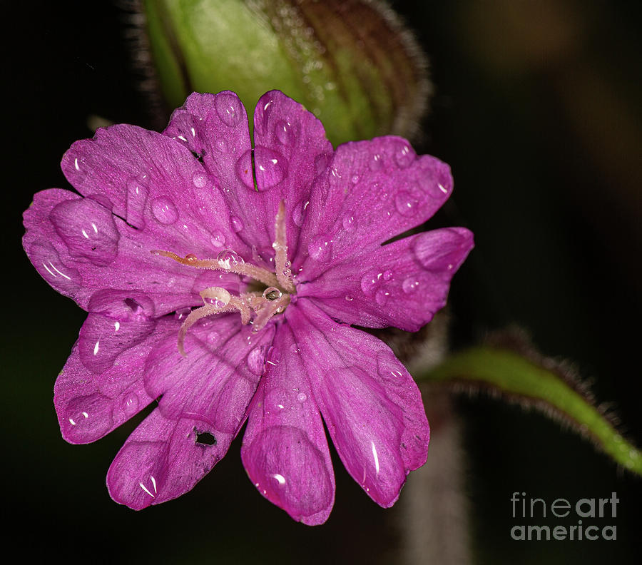 Red Campion by Brian Roscorla Red Campion by Brian Roscorla