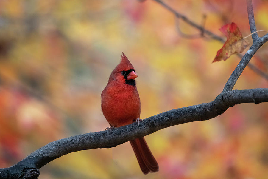 Red cardinal in front of fall foliage #1 Photograph by Dan Friend