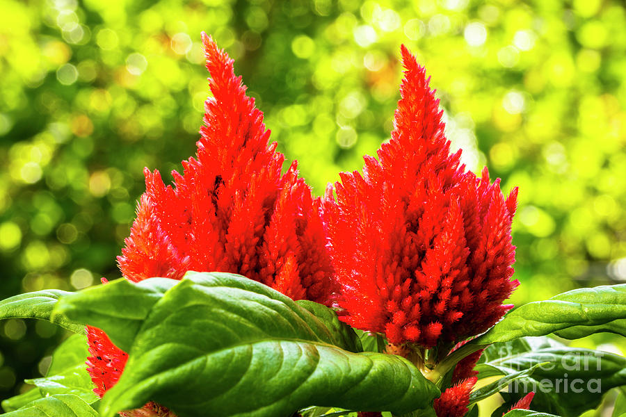 Red Celosia Flower #1 Photograph by Raul Rodriguez