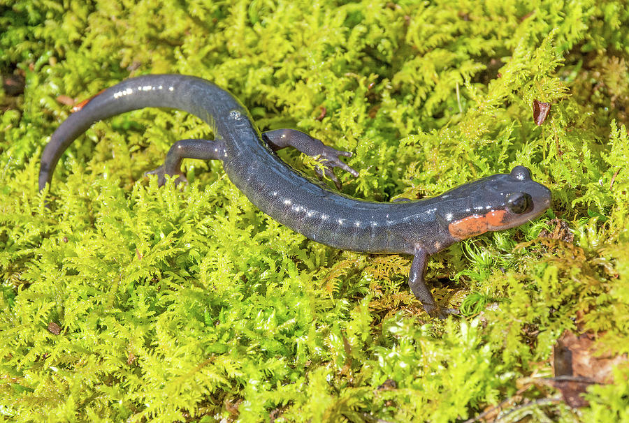 Red-cheeked Salamander Photograph by John Serrao - Fine Art America