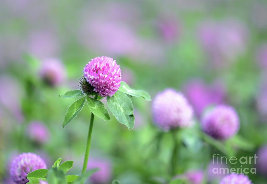 Red Clover (trifolium Pratense) #1 Photograph by John Devries/science Photo Library