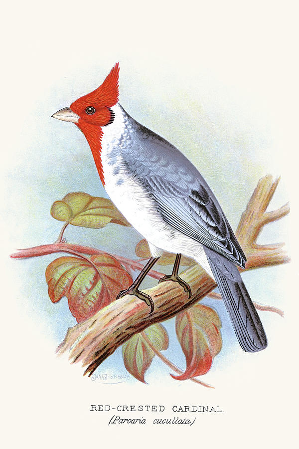 Red Crested Cardinal #1 Painting by F.W. Frohawk