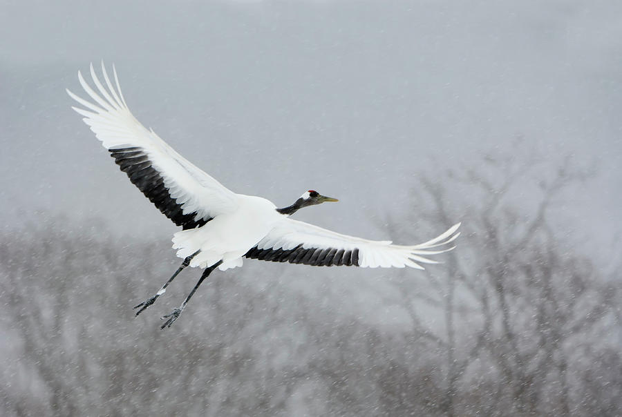 Red-crowned Or Japanese Crane Grus #1 Photograph by Nhpa
