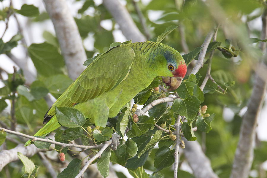 Red-crowned Parrot #1 Photograph by James Zipp