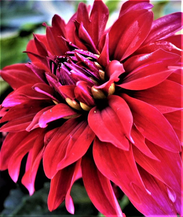 Red Dahlia #1 Photograph by Bruce Bley