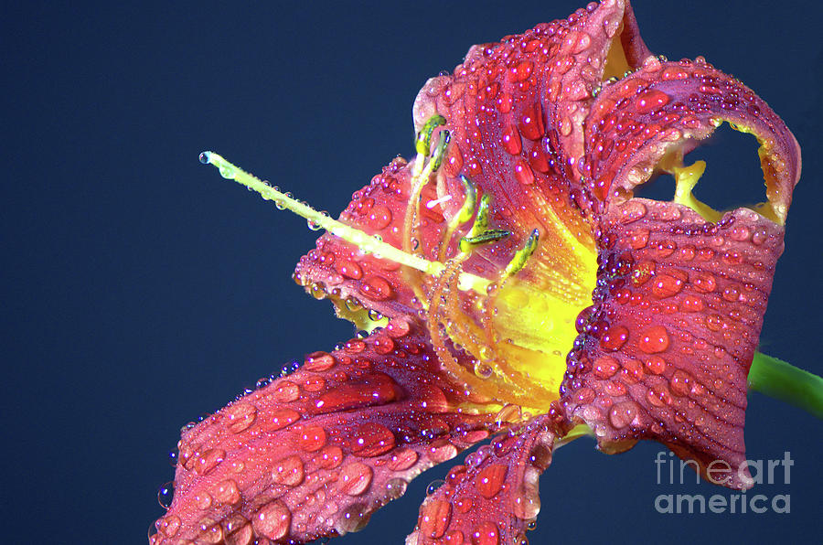 Red Daylily 2 by Steve Edwards Red Daylily 2 by Steve Edwards