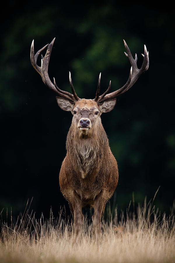 Red Deer #1 Photograph by Damiankuzdak