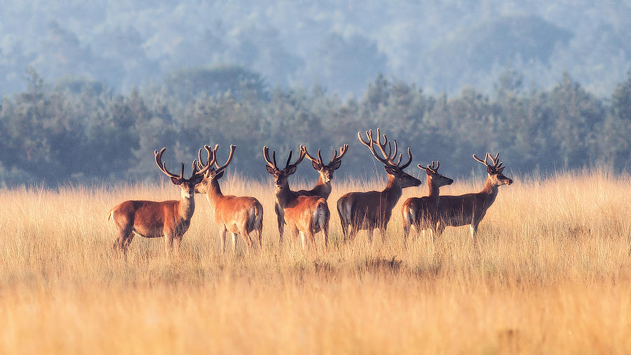 Deer Photograph - Red Deer #1 by Jaap Van Den Helm
