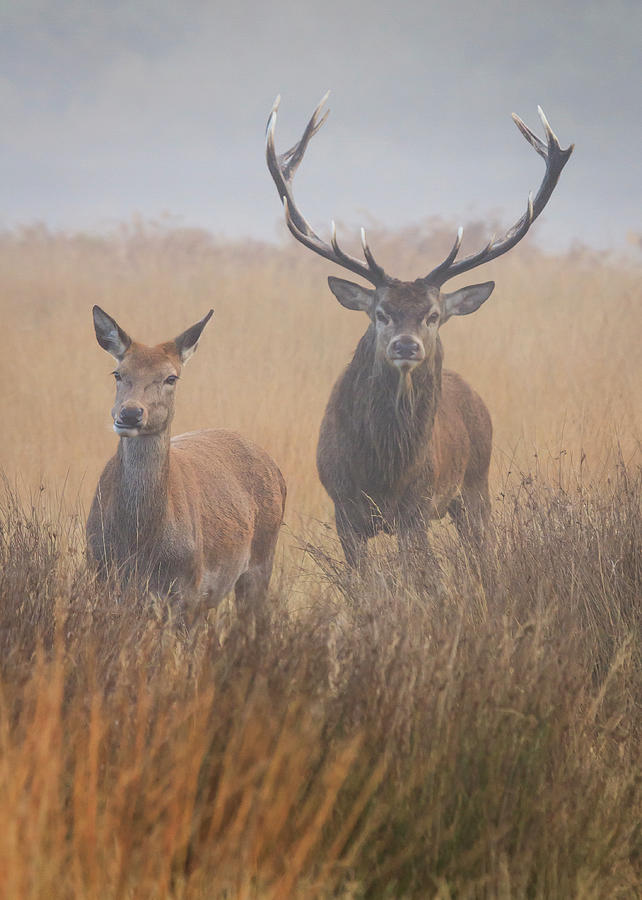 Red Deer Stag And Hind #1 Photograph by Tim King Photography