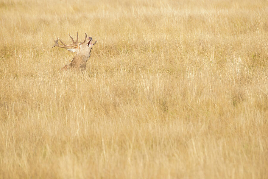 Red Deer Stag Bellowing, Richmond Park, London, England #1 Photograph ...