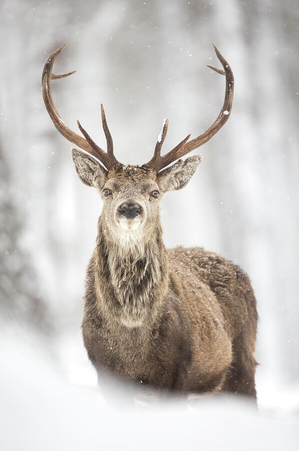 Red Deer Stag In The Snow, Scotland #1 Photograph by Danny Green / Naturepl.com Red Deer Stag In The Snow, Scotland #1 Photograph by Danny Green / Naturepl.com